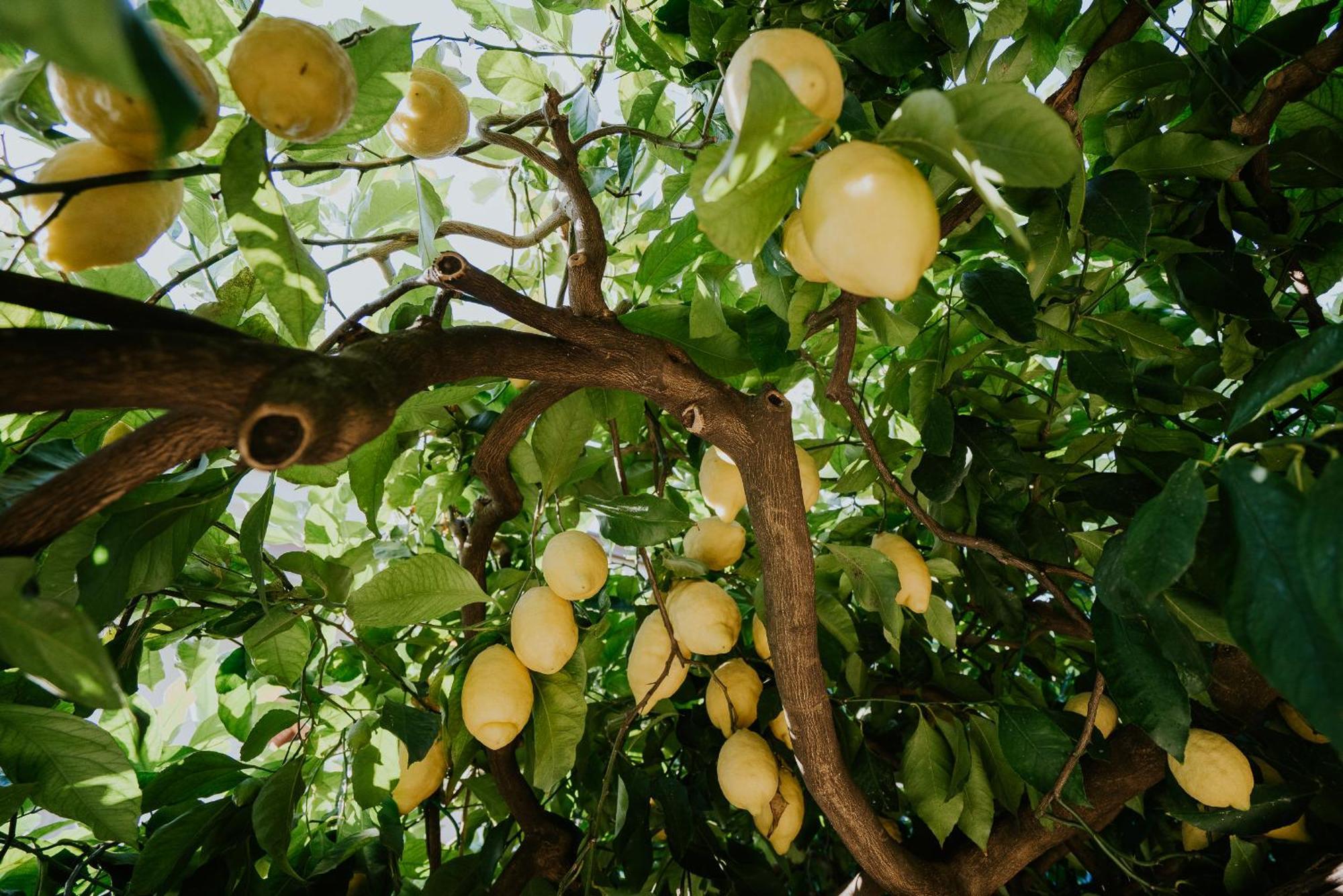 Il Giardino Dei Limoni Apartamento Polvica Exterior foto